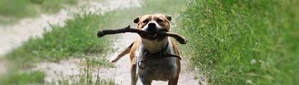 Are pit bulls bad dogs? Plenty Of Pit Bulls Pit Bull Rescue Advocacy Education And Community Building