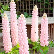 3.9 out of 5 stars. Lupin Plant Blossom Dobies
