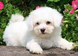 How Long Do Bichons Live Pets Care