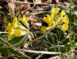 Fiori gialli spontanei sardegna vegetazione spontanea con fiore giallo. Associazione Giardino Mediterraneo Passeggiata Alla Ricerca Di Fiori Spontanei