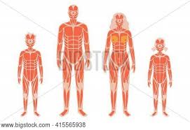 Maybe you would like to learn more about one of these? Human Muscular System Vector Photo Free Trial Bigstock