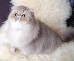 A dearheart persian is the breeder name of a chinchilla/shaded silver persian bred originally by jeanne ramsdale and her husband philip n. Silver Golden Persian Kittens For Sale Male Female Persian Kittens For Sale In California United States Profile Id 7117