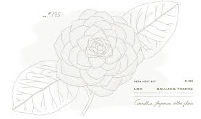 Download printable chanel coloring page. Camelia Alba Plena Beyond The Jar Skincare Chanel