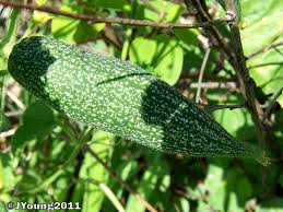 Image result for Coccinia sessilifolia