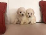 Miniature Poodle Dog Breed Information and Pictures