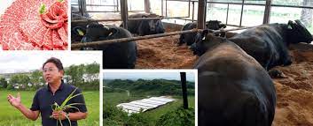 Ozaki Beef The Finest Wagyu From Miyazaki Prefecture Wagyu Master Europe