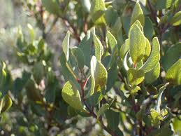 Image result for Euclea crispa