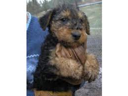 They are known for their outstanding health, wonderful dispositions, exceptional intelligence, & superior size. Airedale Puppies For Sale Ohio L2sanpiero