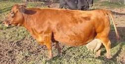 Resultado de imagen para como pyme microempresa mini vacas lecheras rentabilidad