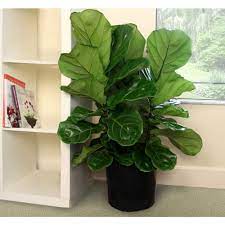 Costa Farms Ficus Lyrata Fiddle Leaf Fig Floor Plant In 9 25 In Grower Pot 10pan The Home Depot Indoor Tropical Plants House Plants Indoor Indoor Tree Plants