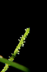 Image result for Acalypha racemosa