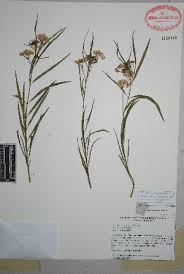 Image result for Asclepias adscendens