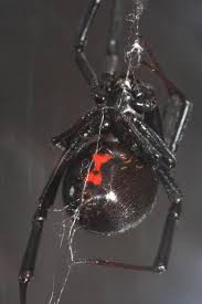 Black widows often make headlines after they bite an unsuspecting human, but are these arachnids really so bad? Deadly Spiders Poisonous Or Venomous Black Widow Spider Spider Bites Widow Spider