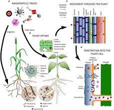 Plant cells are ideal for demonstrating this concept. Frontiers Interaction Of Nanomaterials With Plants What Do We Need For Real Applications In Agriculture Environmental Science