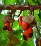 Image result for Trichilia prieuriana