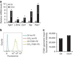 Pak Proteins And Yap 1 Signalling Downstream Of Integrin Beta 1 In Myofibroblasts Promote Liver Fibrosis Nature Communications