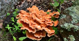 bioPGH Blog: Chicken of the Woods | Phipps Conservatory and ...