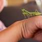 Learning to Love Creepy Crawlies event image
