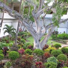 The indian laurel fig (ficus microcarpa nitida) thrives in the mild coastal climates and in the hottest of desert environments, providing a lush. Indian Laurel Curtain Fig Ficus Microcarpa Nitida My Garden Life