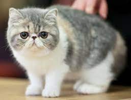 Anak kucing munchkin untuk dijual di bandung harga anak kucing munchkin di bandung jual anak kucing munchkin di bandung anak kucing munchkin di bandung. Daftar Harga Kucing Munchkin Hari Ini Mei 2021 Terbaru Farmbos Com