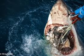 Image result for Shark