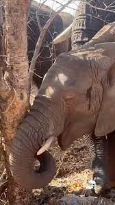 Passport to Purpose begins HERD: Support Elephant Conservation