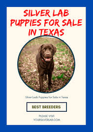 Or even austin, houston, texas, florida, missouri, colorado, california, we charcoal lab puppies california. Silver Lab Puppies For Sale In Texas Top 08 Labrador Breeders 2021