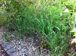 epingle sur flore du jardin de st flo