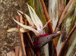 Image result for Strelitzia caudata