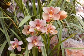 Image result for Cymbidium