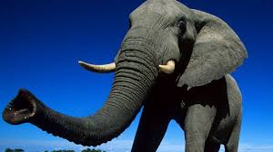 We did not find results for: Bbc Earth Why The Elephant Has A Long Trunk