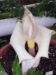 Image result for Amorphophallus goetzei