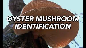 Oyster Mushroom Pleurotus Ostreatus Identification With Adam Haritan
