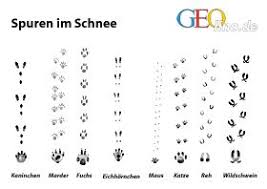 Spieletipps Fur Kinder Im Januar Tierspuren Im Schnee Tierspuren Spuren Im Schnee