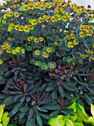 Image result for Euphorbia