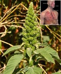 Image result for Amaranthus thunbergii
