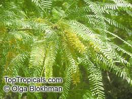 Image result for Prosopis juliflora