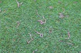 Grub worms or more specifically; Course Care Controlling Earthworm Casts