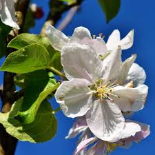 Freezing temperatures before blooms open will also kill the flowers. Apple Tree Planting Pruning Varieties Care And Diseases