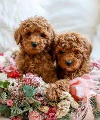 Mini, medium australian labradoodles merle/phantom $3,600. Goldendoodle Puppies For Sale Massachusetts American Goldendoodle