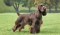 Field Spaniel Dog Breed Information, Pictures ...