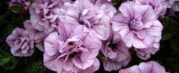 A new class of petunias. Petunia Trailing Petunia Petunia Double Wave Blue Vein