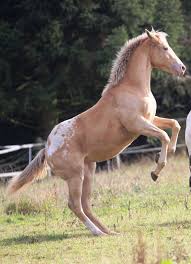 Ca Perfect In Champagne Horses Horse Breeds Animals