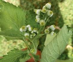 Image result for Dichrocephala