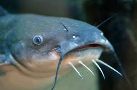 Catfish Google Search Catfish Fish Fish Pet