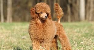 Teddy bear poodle breeders near me. Miniature Poodles For Sale Near Me Pasteurinstituteindia Com
