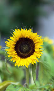 Sonnenblumen blühen normalerweise im juni oder mai. Sonnenblumen Richtig Saen Pflanzen Pflegen Und Kerne Ernten Freudengarten