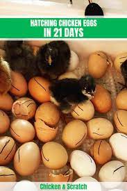 Hatching Chicken Eggs In 21 Days With Without Incubator