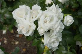 Ihre blühdauer erstreckt sich über einen zeitraum bis zu sechs wochen. Aspirin Rose Wikipedia