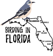 We did not find results for: Birds In Florida Bird Watching Academy